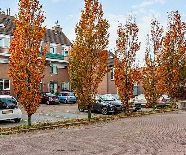 Afbeelding Penningkruid 9