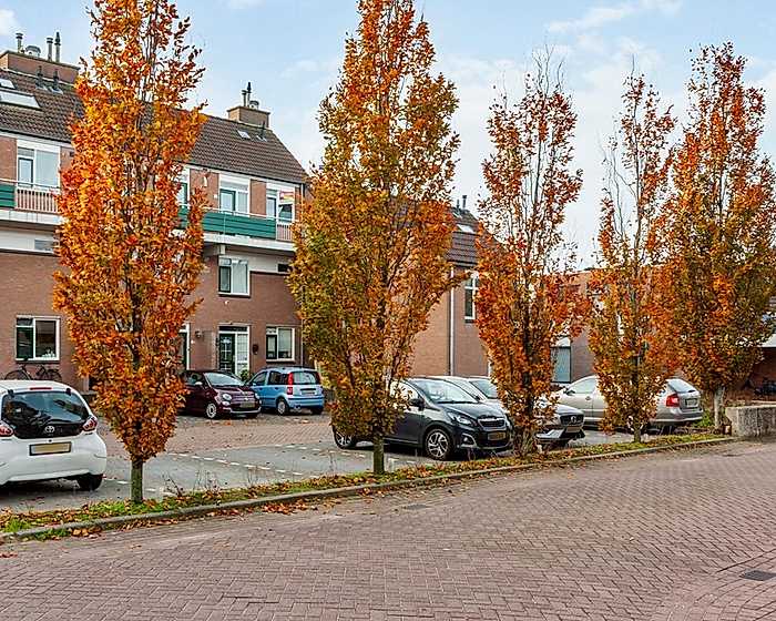 Foto Penningkruid 9 #1