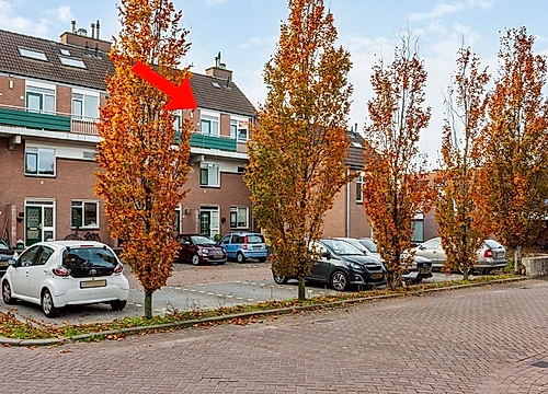 Foto Penningkruid 9 #2